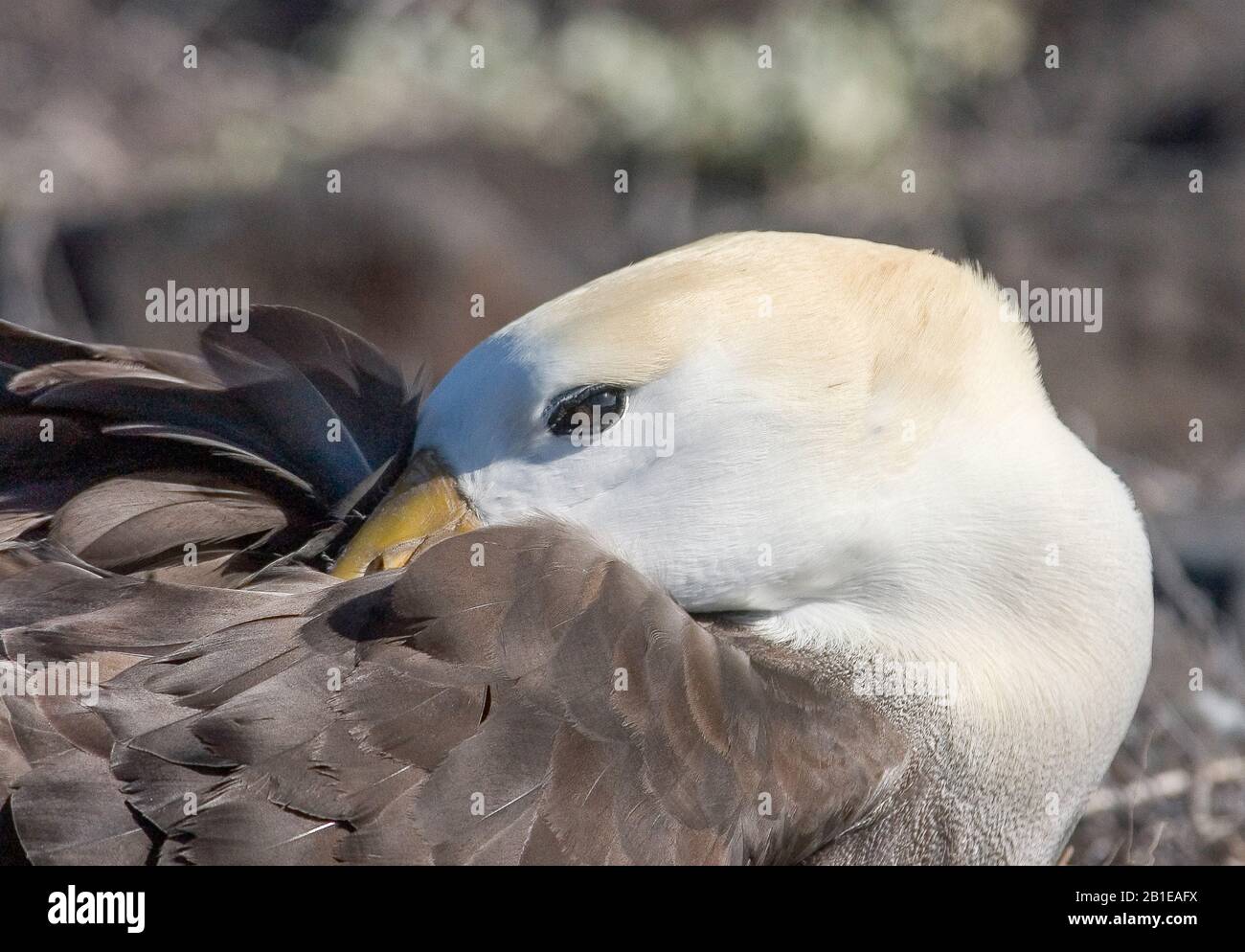 Waved albatross, Galapagos albatross (Diomedea irrorata, Phoebastria irrorata), sticks the head into the plumage, Ecuador, Galapagos Islands, Isla Espanola Stock Photo