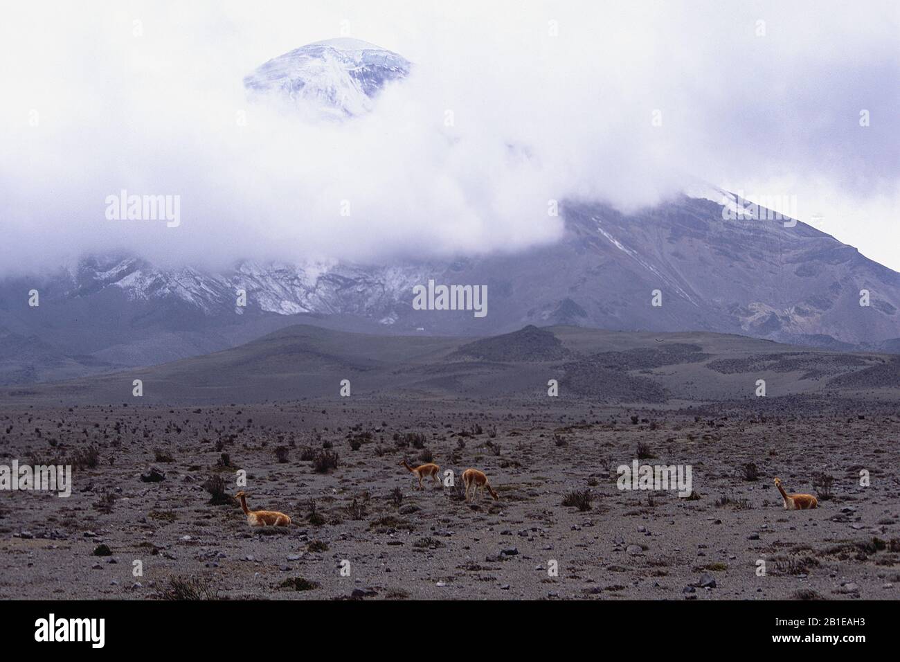 vicuna (Vicugna vicugna), Vicunas in front of Chimborazo vulcan, Ecuador, Chimborazo vulcan Stock Photo