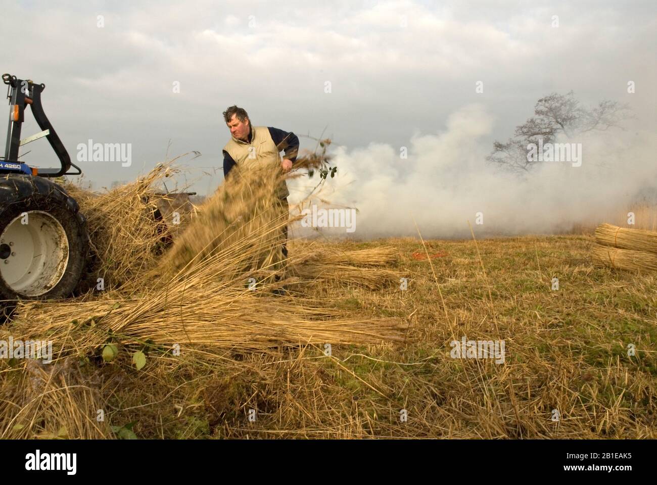 Reed cutter hires stock photography and images Alamy