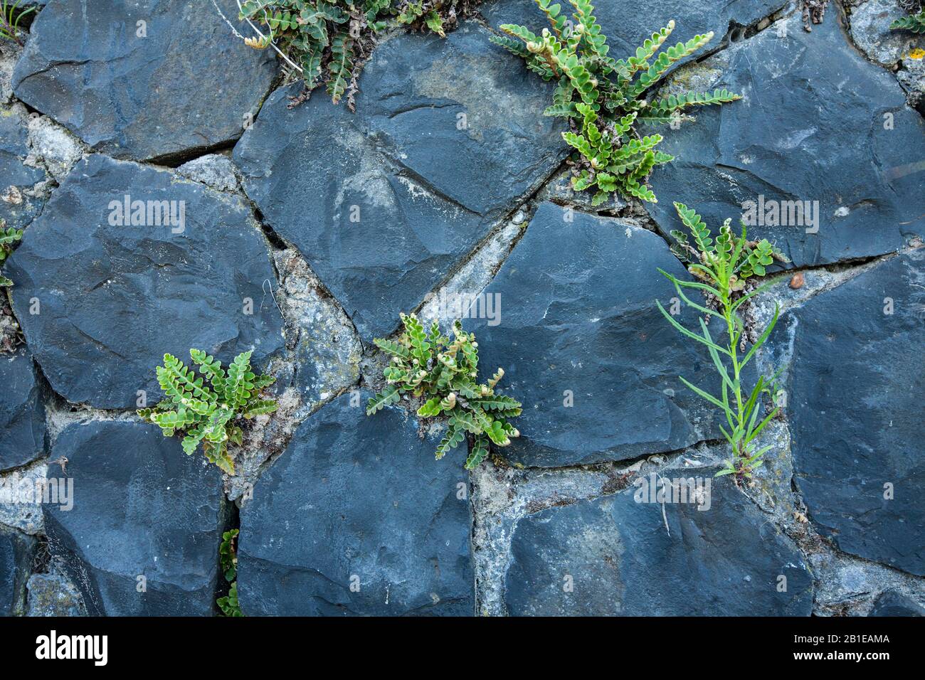 Common spleenwort, Rustyback (Asplenium ceterach, Ceterach officinarum), io a wall, Netherlands, Northern Netherlands Stock Photo