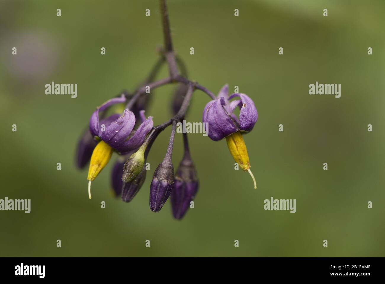 bitter nightshade, bittersweet nightshade, woody nightshade, climbing
