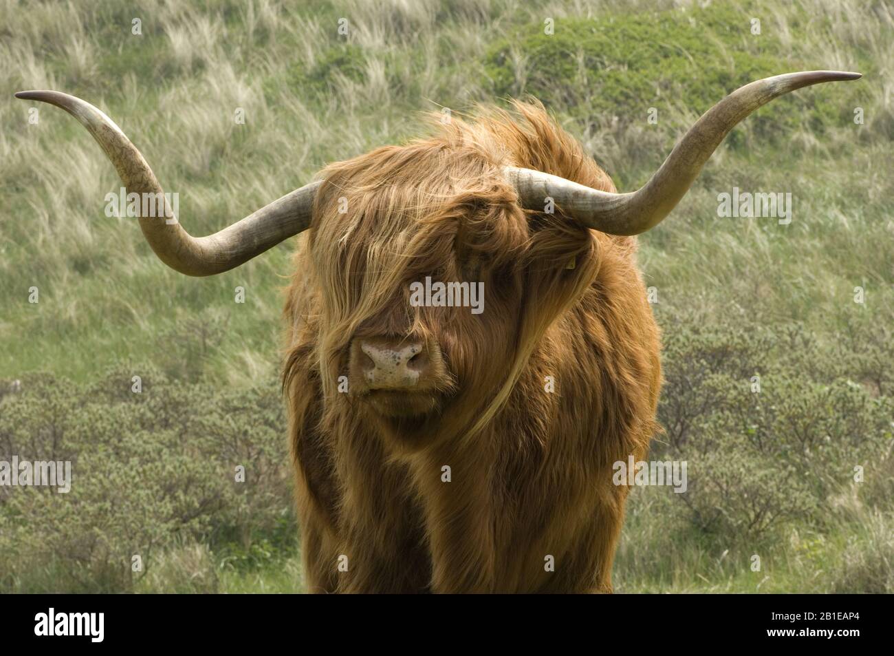 Scottish Highland Cattle, Kyloe, Highland cow, Heelan coo (Bos primigenius f. taurus), in nature reserve, Netherlands Stock Photo