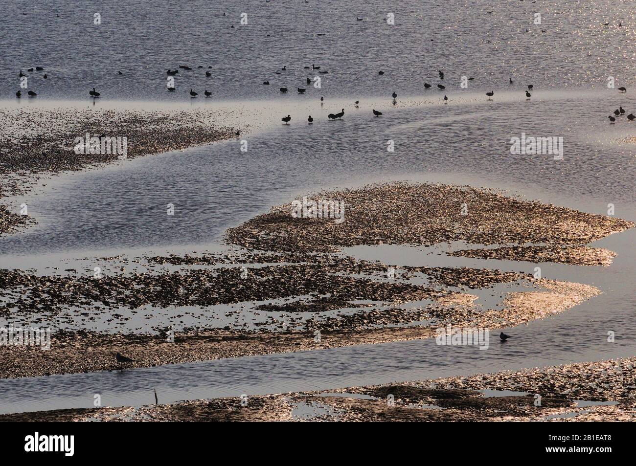 Wadden sea with birds, Netherlands, Texel Stock Photo