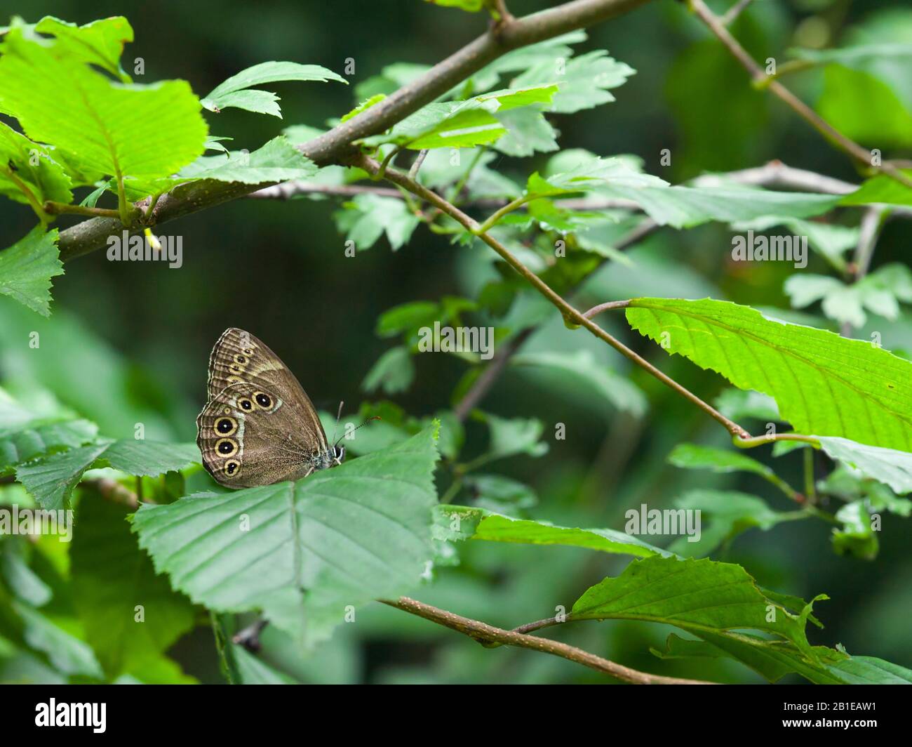 Woodland brown (Lopinga achine), on a leaf, Hungary, Aggtelek Stock Photo