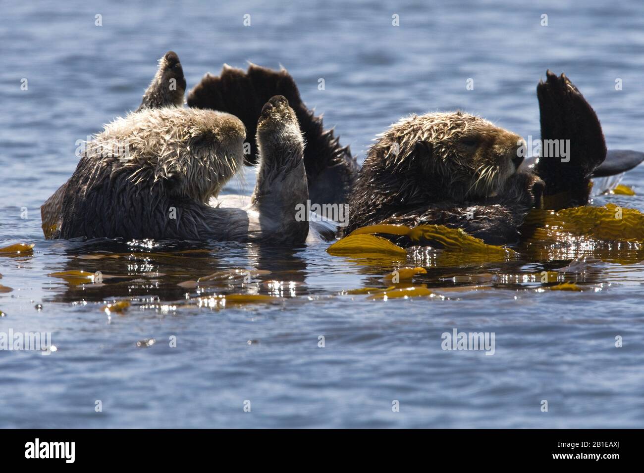 sea otter (Enhydra lutris), two otters at the water surface, USA, California Stock Photo
