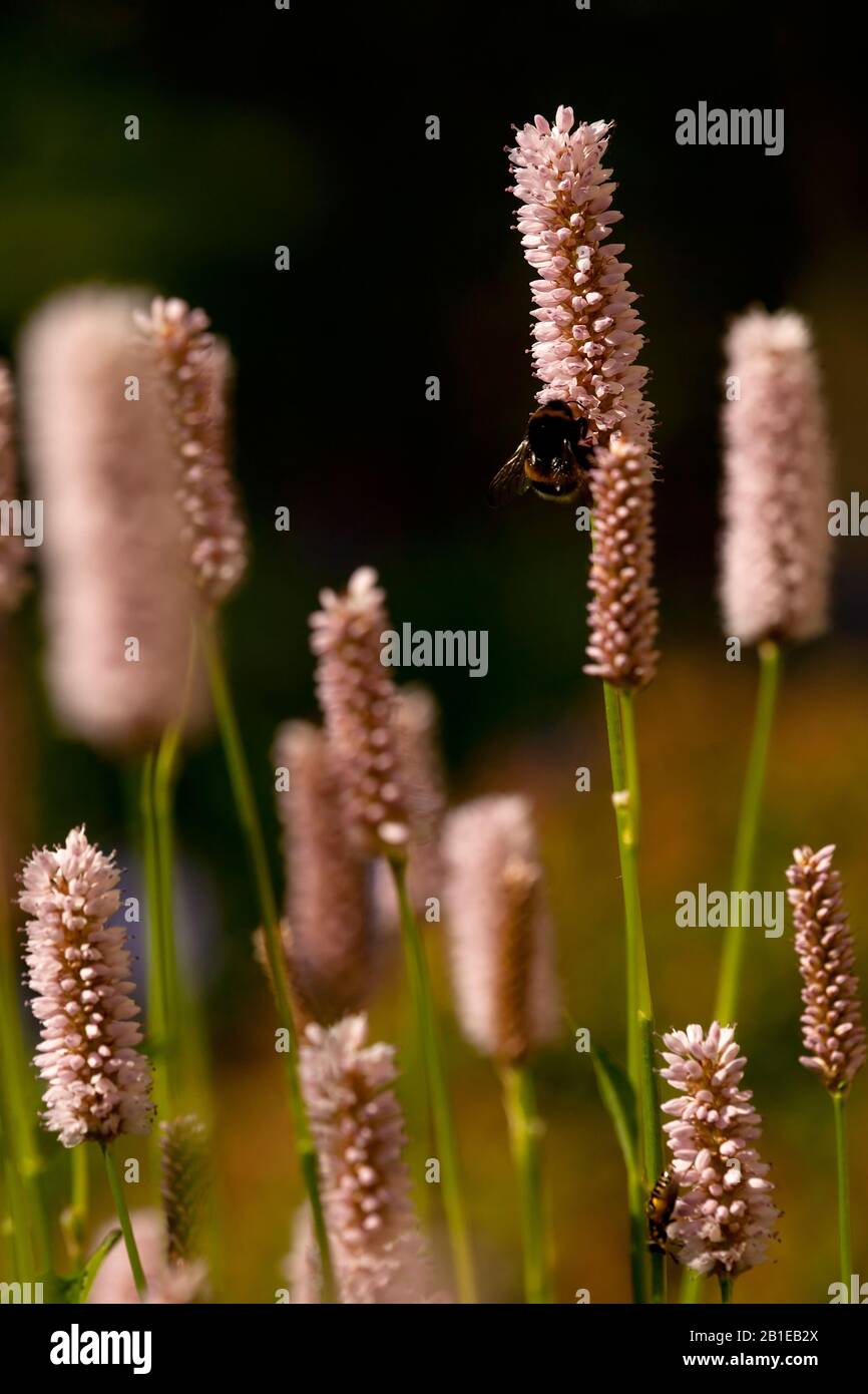 Amphibious bistort (Persicaria affinis, Polygonum affine, Bistorta affinis), inforescences with bumble bee, Netherlands, Frisia Stock Photo