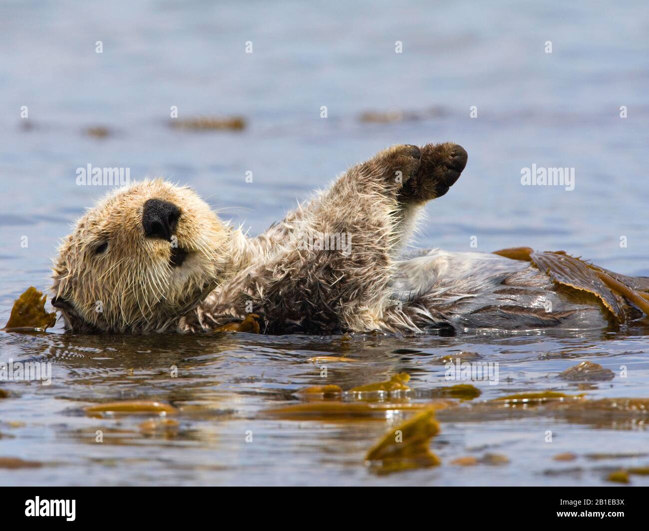 sea otter (Enhydra lutris), floating on its back, USA, California Stock Photo