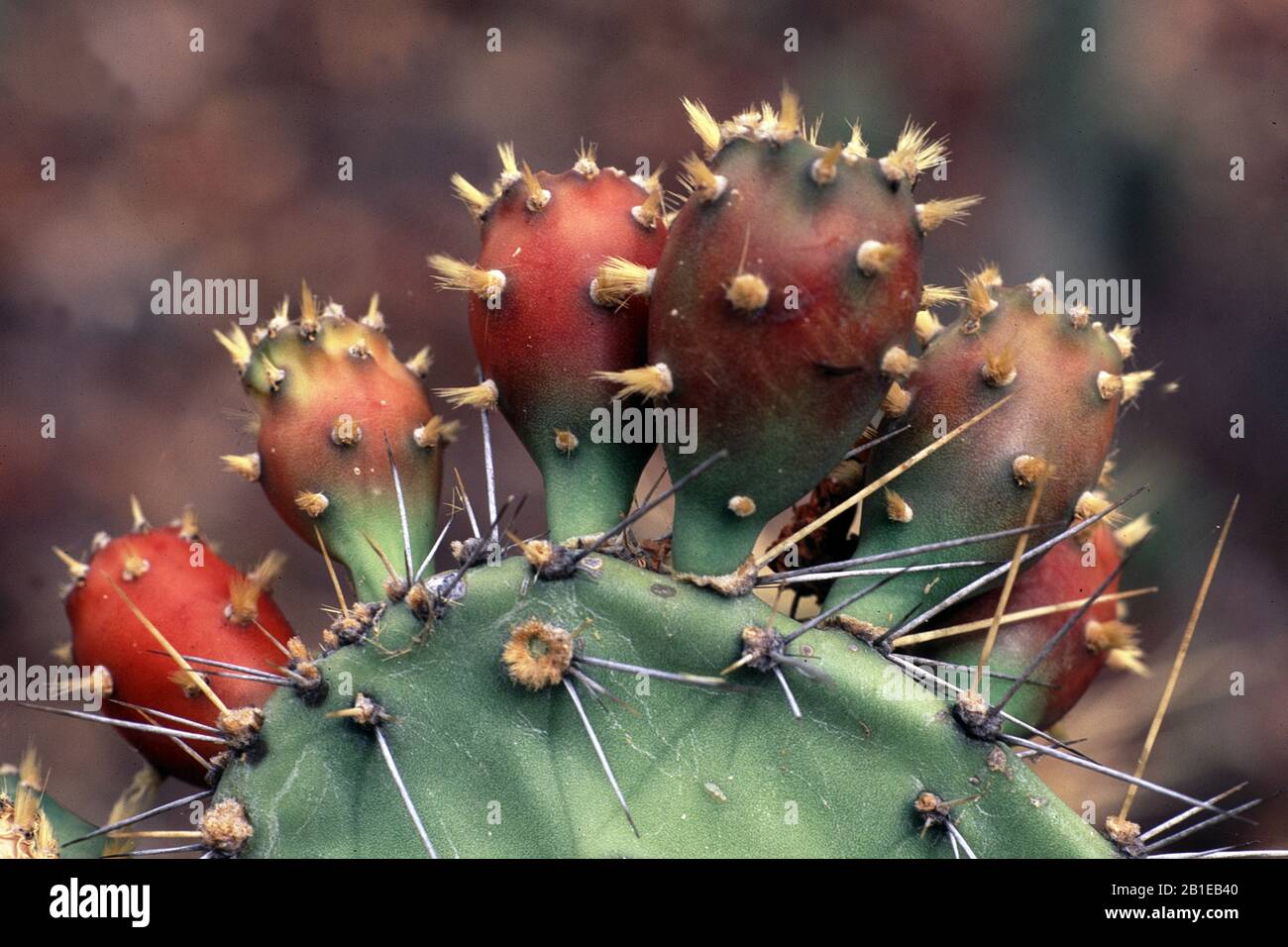 prickly pears (Opuntia wentiana), Prickly pear fruits, Netherlands Antilles, Curacao Stock Photo