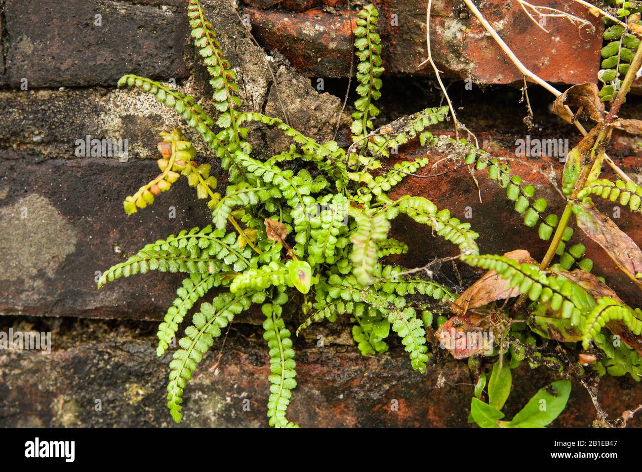 Green spleenwort (Asplenium viride), on a wall, Netherlands, Groningen Stock Photo