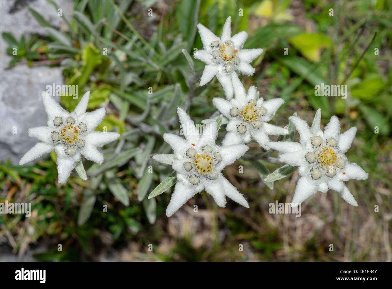 Edelweiss (Leontopodium alpinum, Leontopodium nivale), blooming, Austria, Tyrol, Lechtaler Alpen Stock Photo
