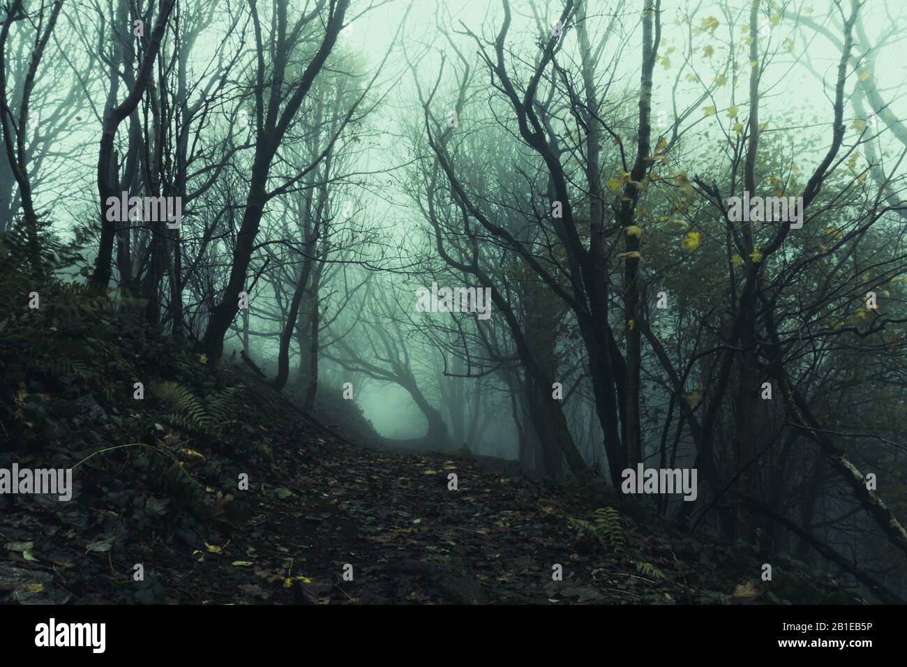 A path going through an eerie, spooky forest. On a misty winters days ...