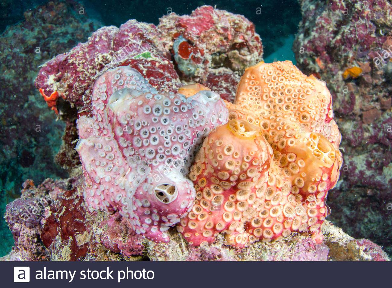 Download Honeycomb Sponge Crella Cyathophora Moucha Island Gulf Of Tadjoura Djibouti Stock Photo Alamy