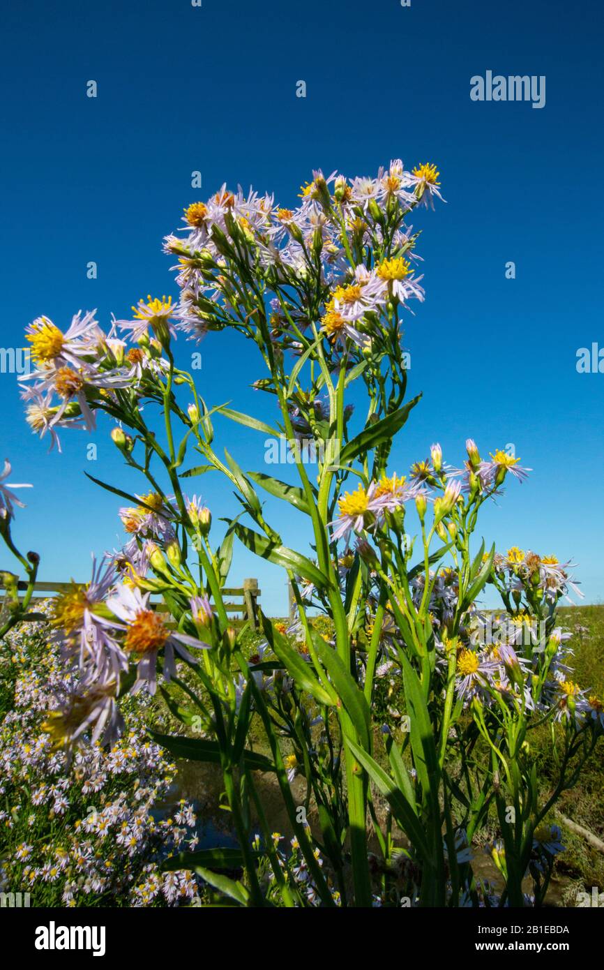 Sea aster shop