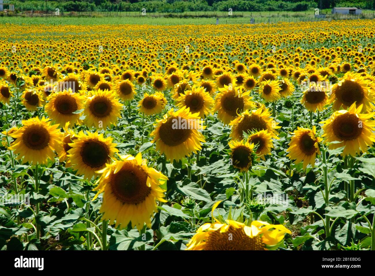 common sunflower (Helianthus annuus), Field with flowering sunflowers, Spain, Huelva Stock Photo
