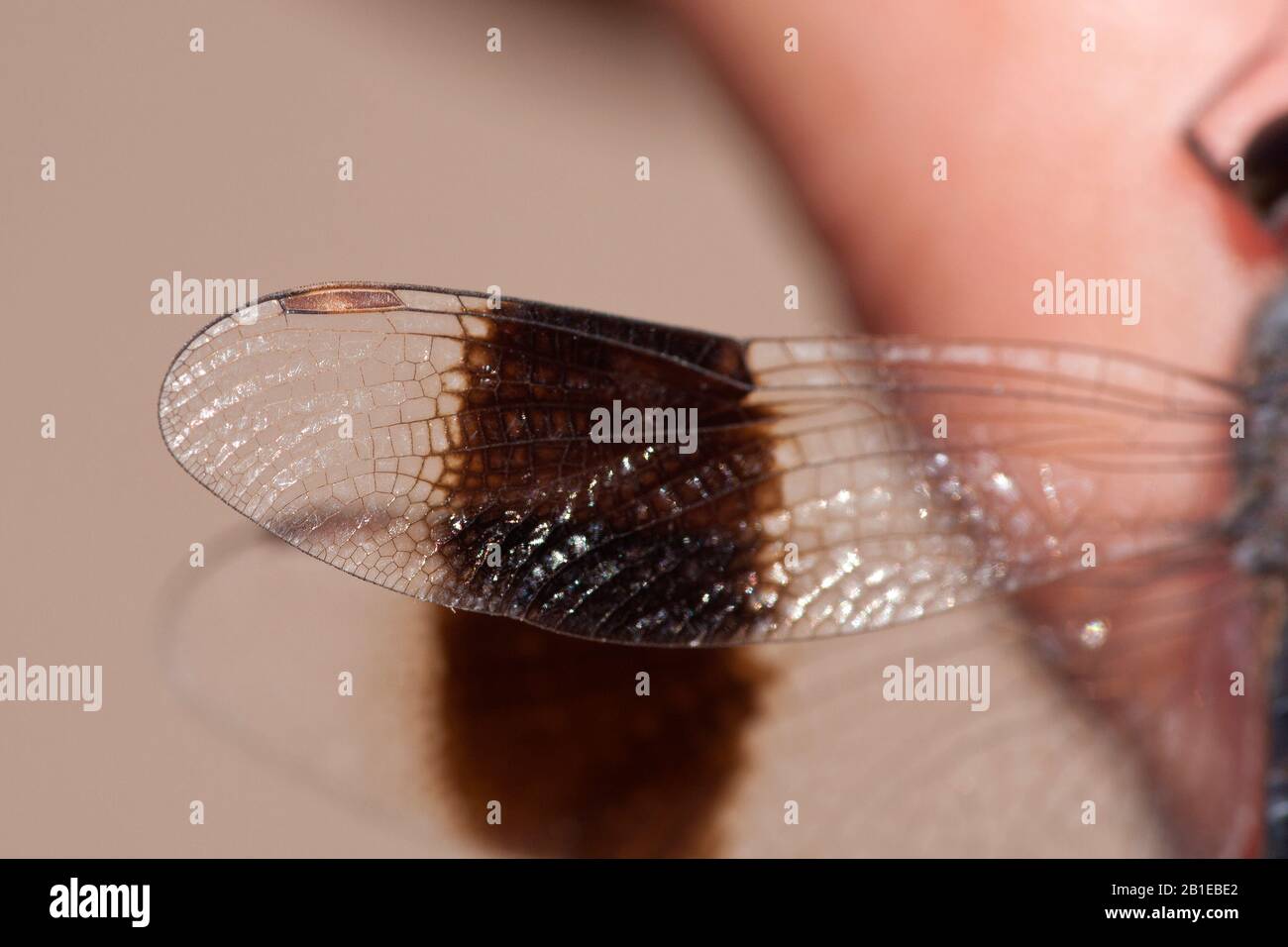 Northern Banded Groundling (Brachythemis impartita), mal in the hand, wing, Gambia, Lower River Division, Tendaba Stock Photo