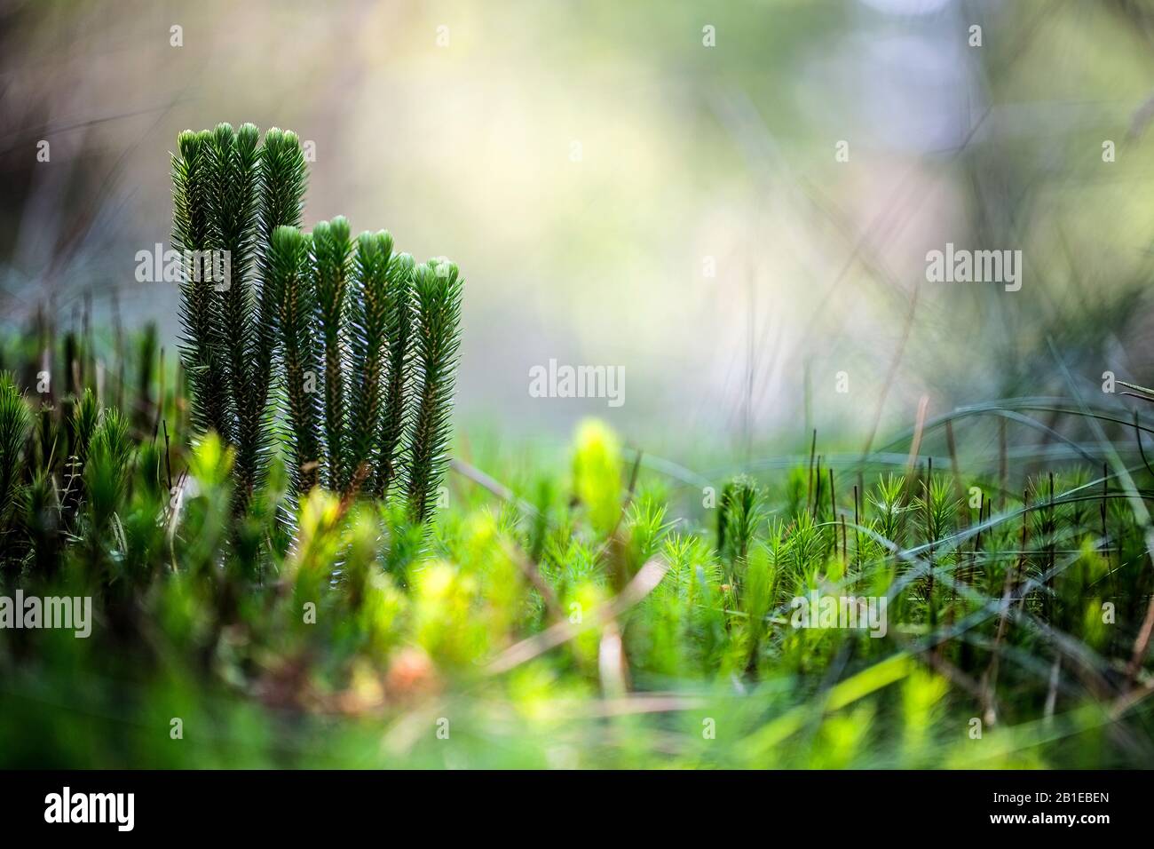 fir clubmoss, mountain clubmoss, fir-clubmoss (Huperzia selago, Lycopodium selago), in a forest, Netherlands, Drenthe Stock Photo