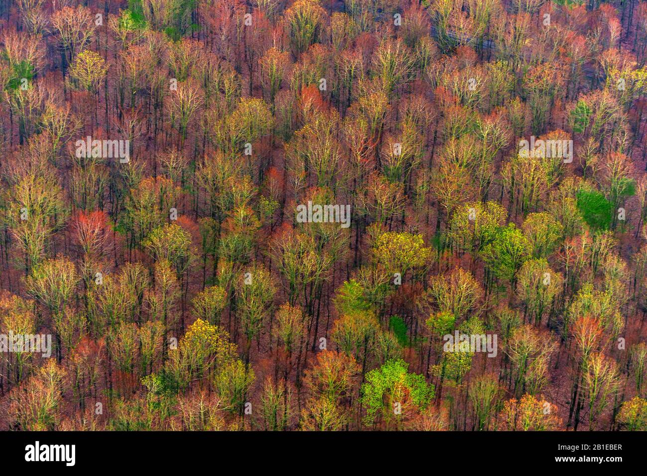 Aerial view autumn deciduous forest hi-res stock photography and images ...