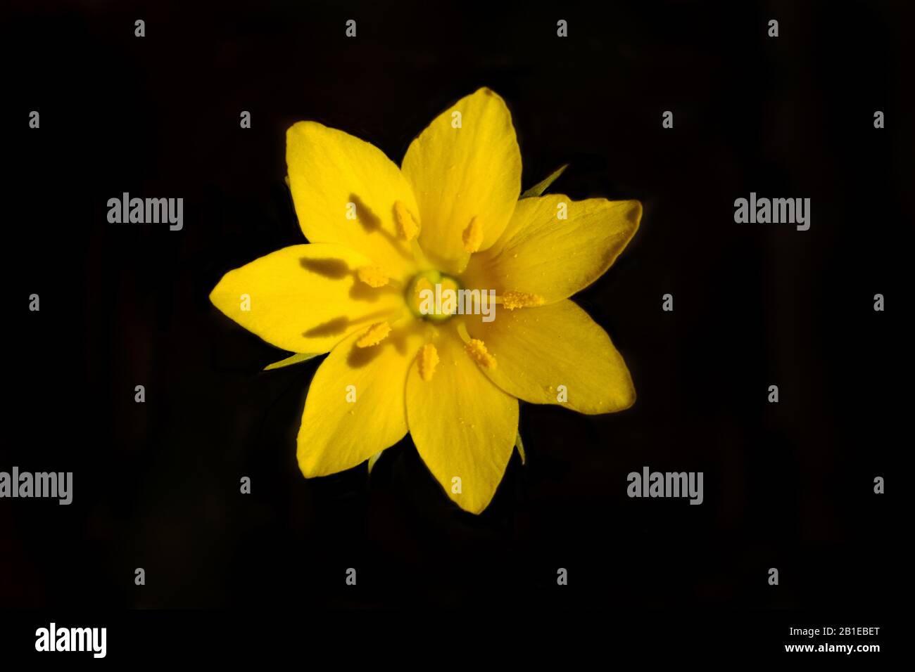 yellow-wort (Blackstonia perfoliata), flower, Netherlands, Northern Netherlands, Zuid-Kennemerland Nationalpark Stock Photo