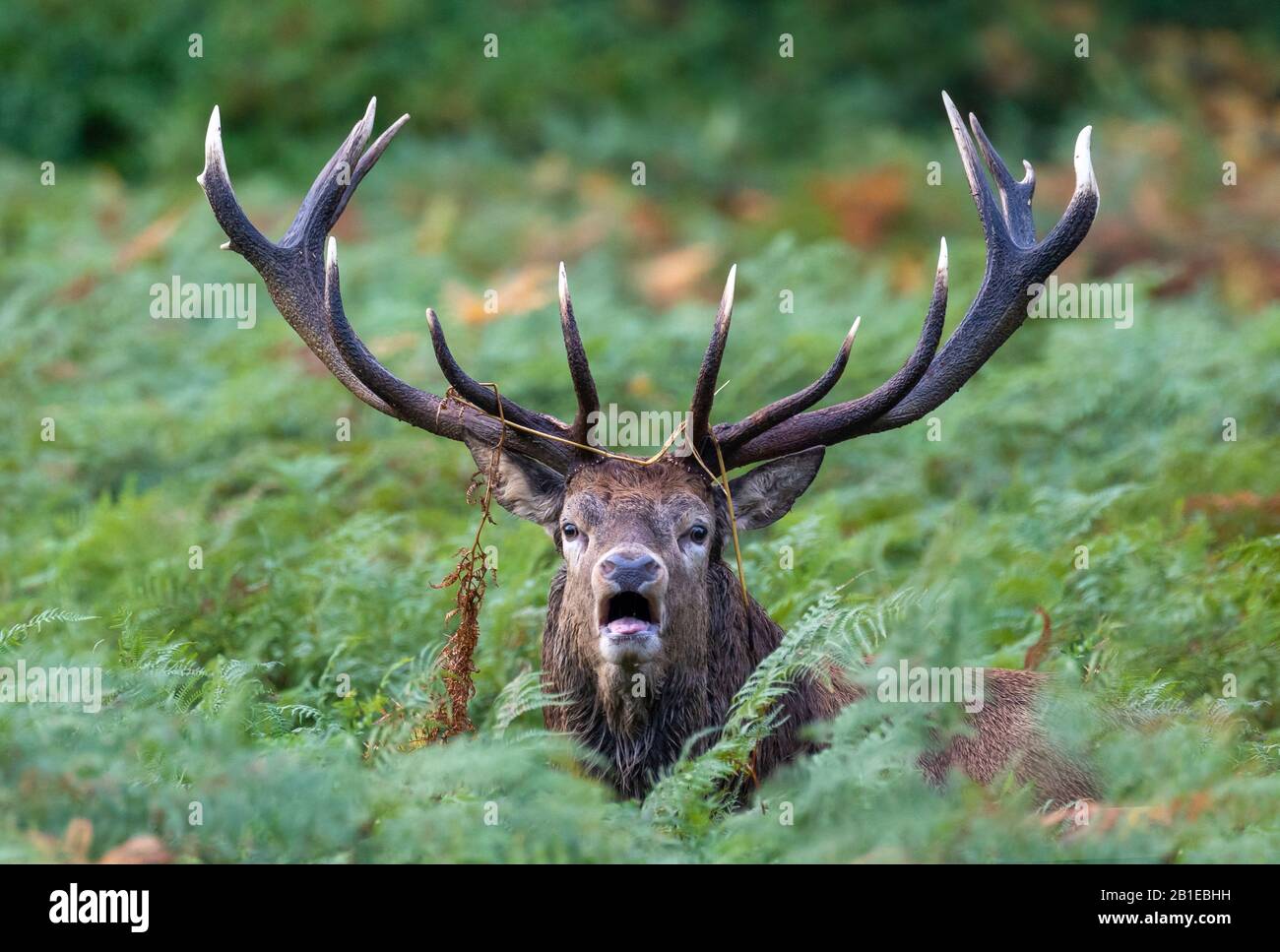 Red deer (Cervus elaphus) standing amongst bracken and bellowing Stock Photo