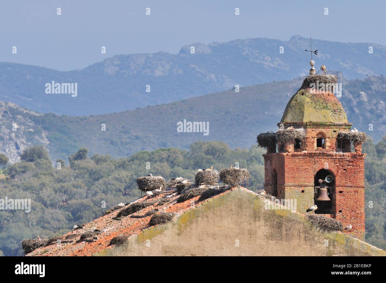 white stork (Ciconia ciconia), stork nests on a church roof, Spain, Extremadura, Retamosa Stock Photo