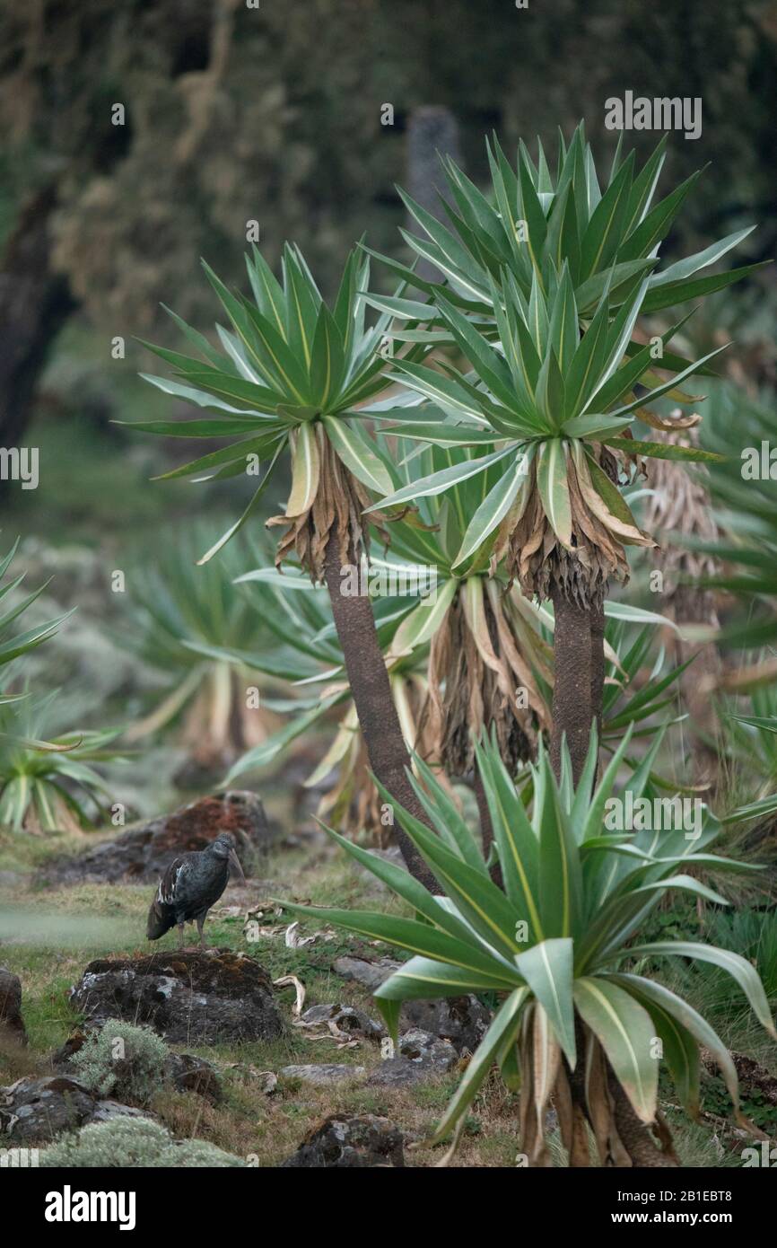 Wattled Ibis (Bostrychia carunculata) on rock, Ethiopia Stock Photo Alamy