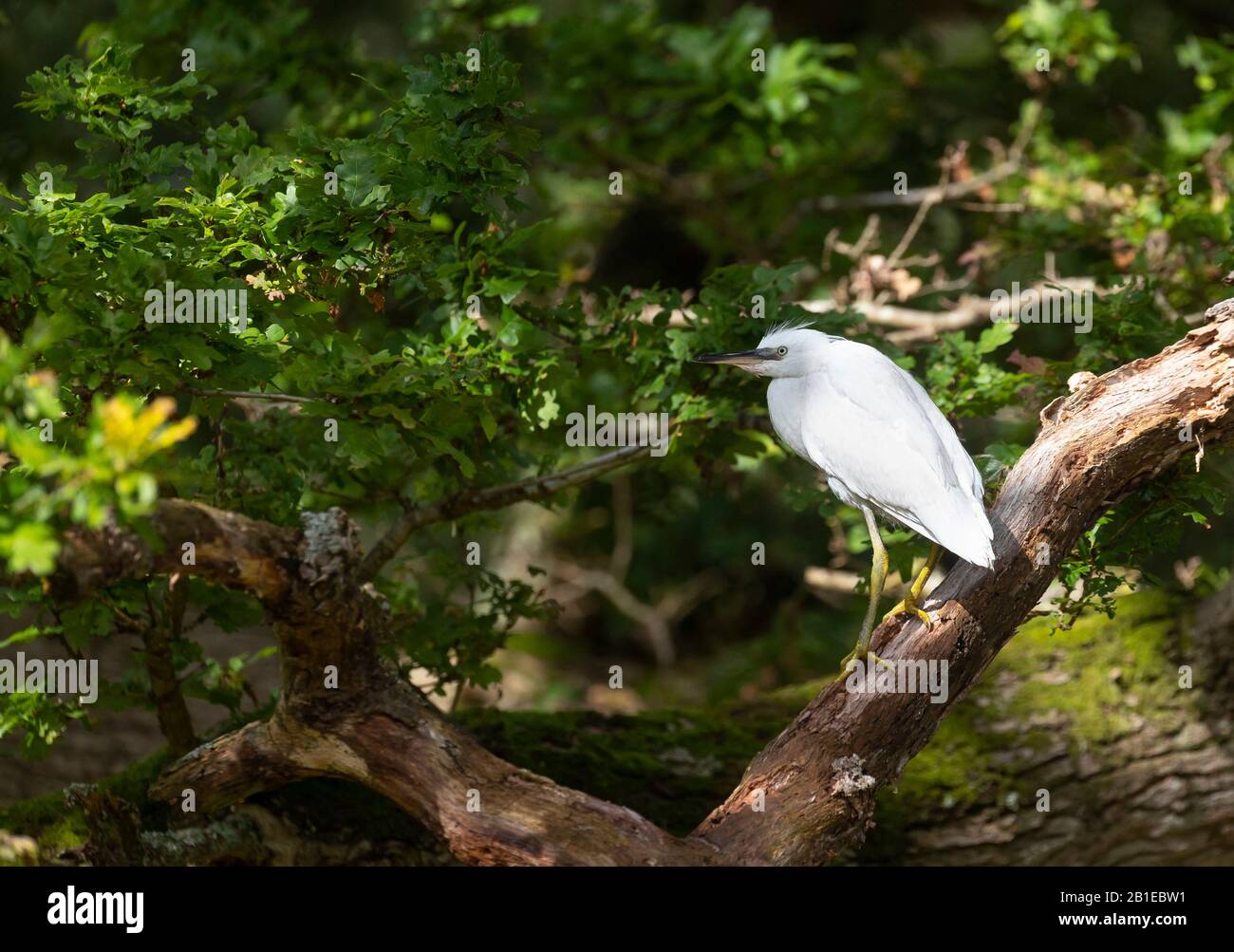 Little egret (Egretta garzetta) perched on a branch, England Stock Photo