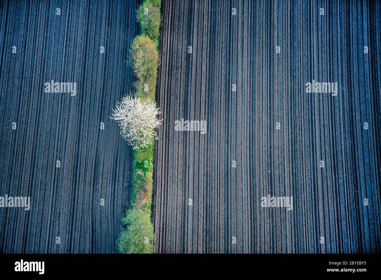hedges bank in monotone field landscape, Germany, Schleswig-Holstein Stock Photo