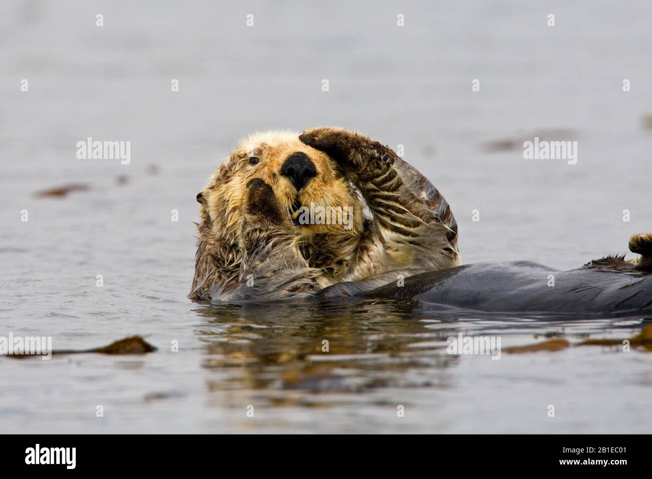 sea otter (Enhydra lutris), floating on its back, USA, California Stock Photo