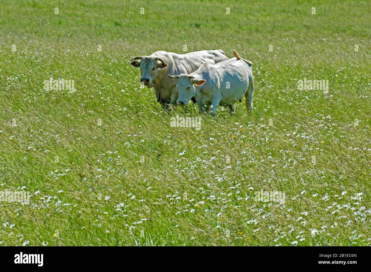 Charolais cows in a flowery meadow Stock Photo