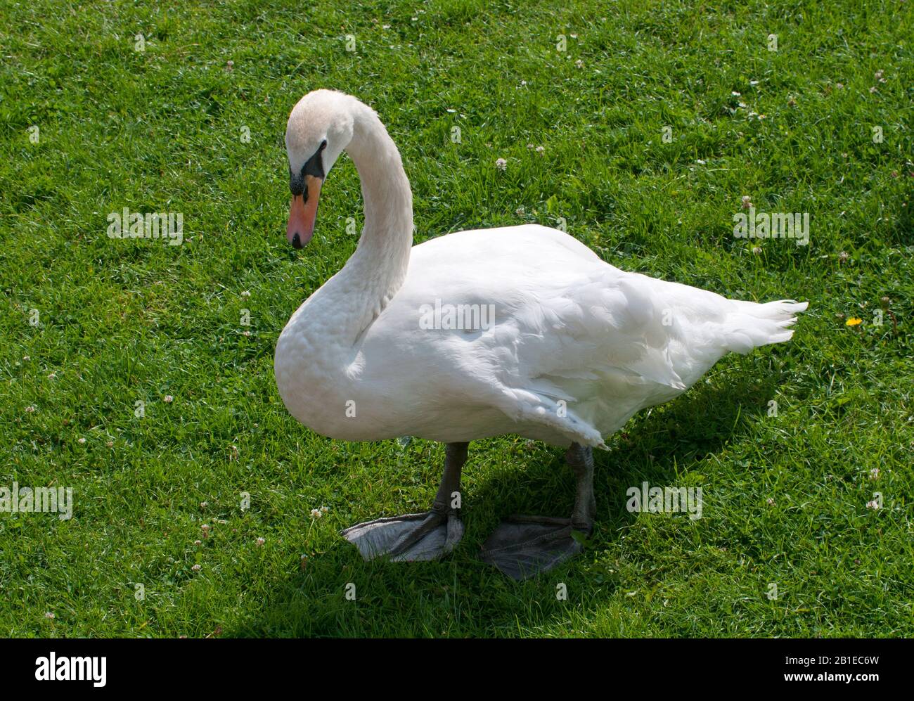 Mute swan (Cygnus olor) on a lawn Stock Photo