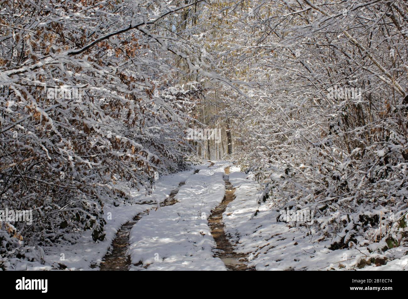 Path and forest under snow, Nievre, France. Stock Photo