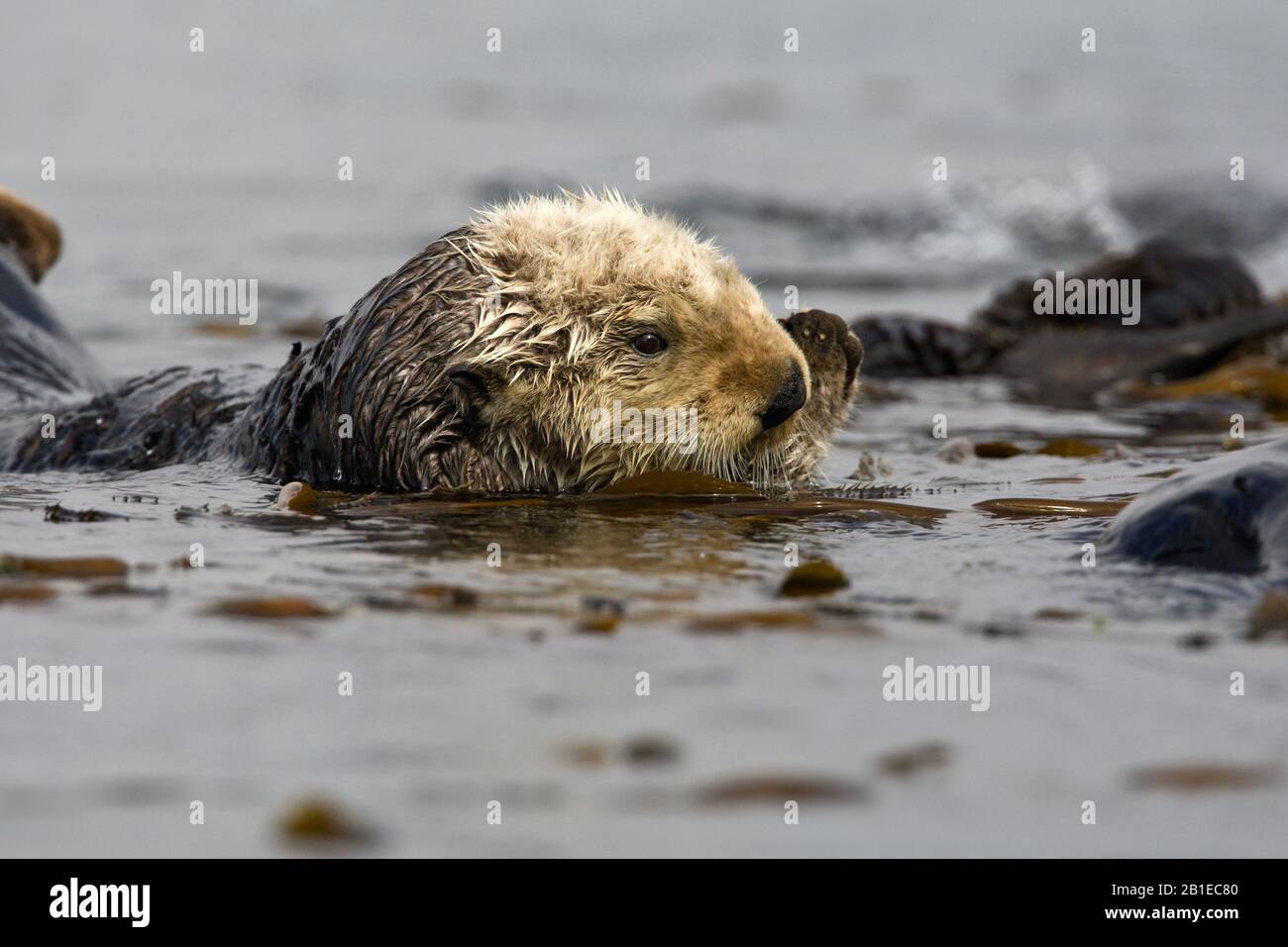 Sea Otter Enhydra Lutris Floating In The Water Side View Usa California Stock Photo Alamy