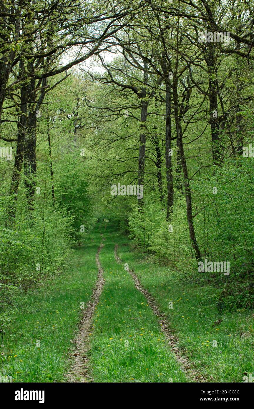 Path in forest in spring Stock Photo