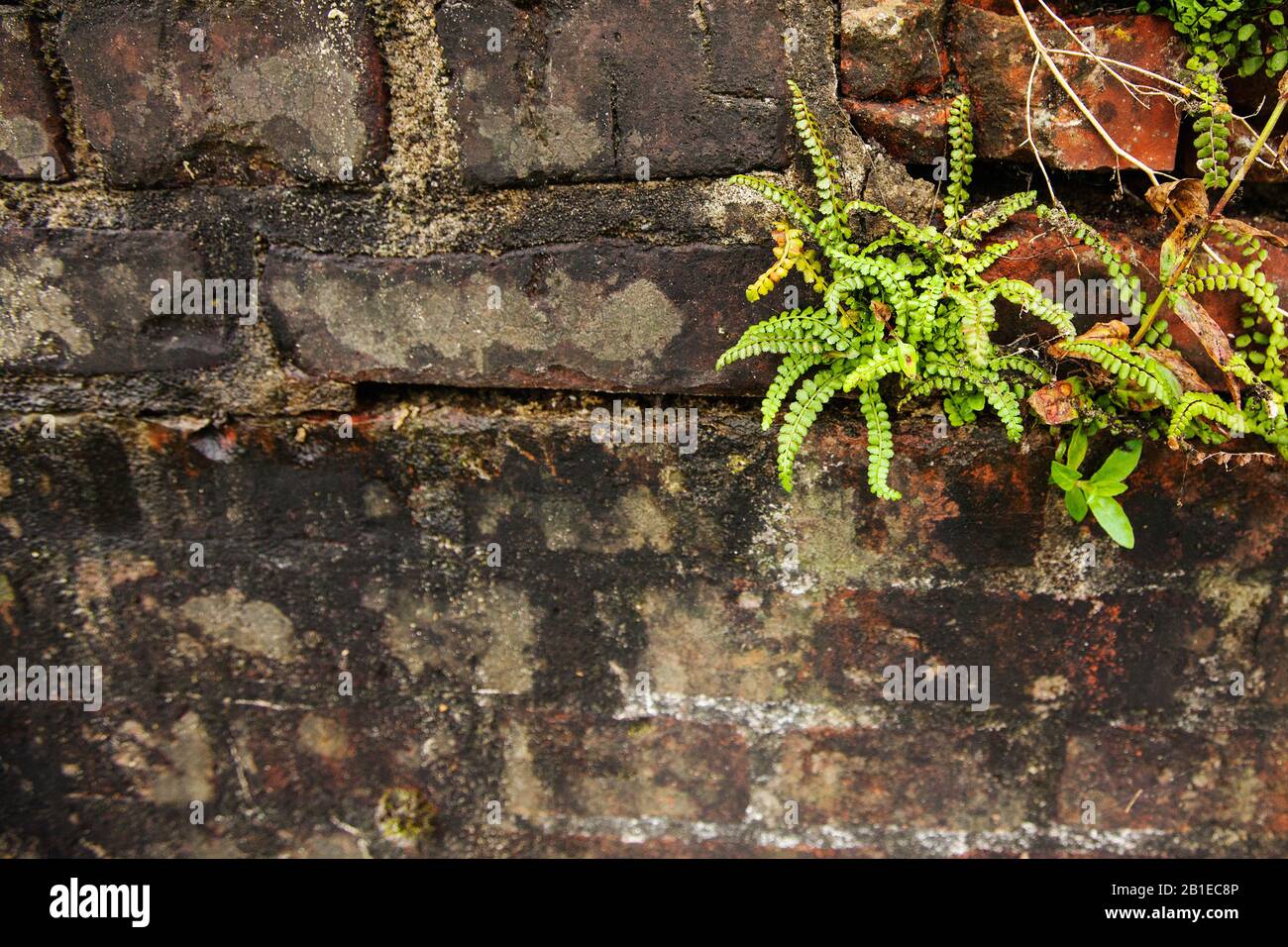 Green spleenwort (Asplenium viride), on a wall, Netherlands Stock Photo