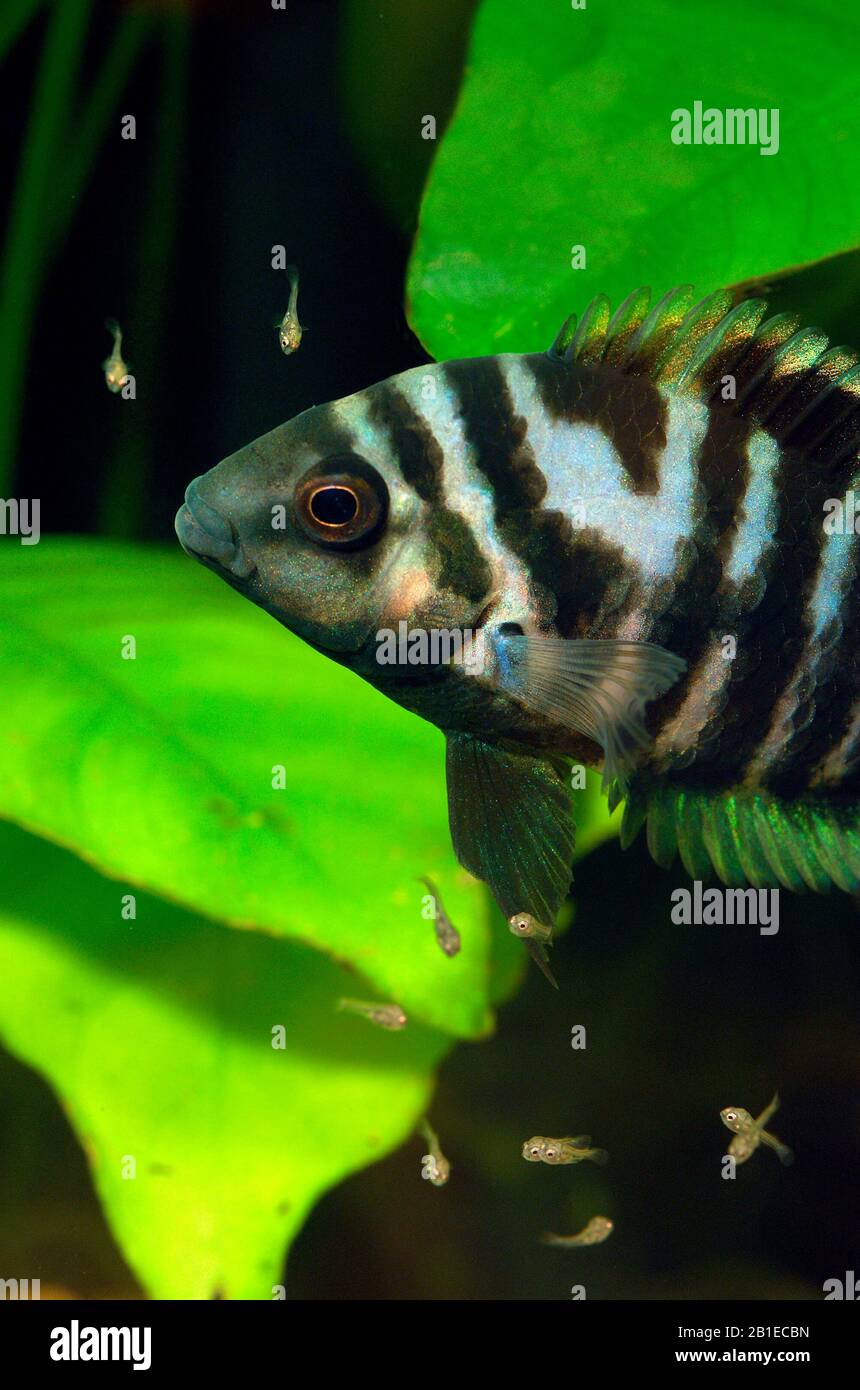 Convict cichlid (Amatitlania kanna) 'Panama' adult guarding fry Stock Photo
