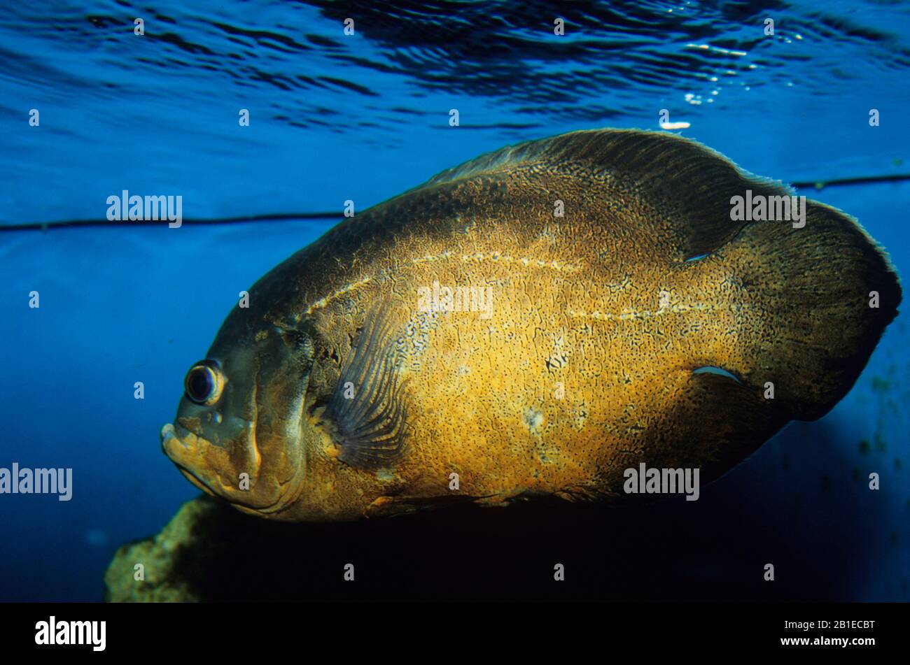 Oscar, Astro (Astronotus ocellatus), Freshwater fish Stock Photo