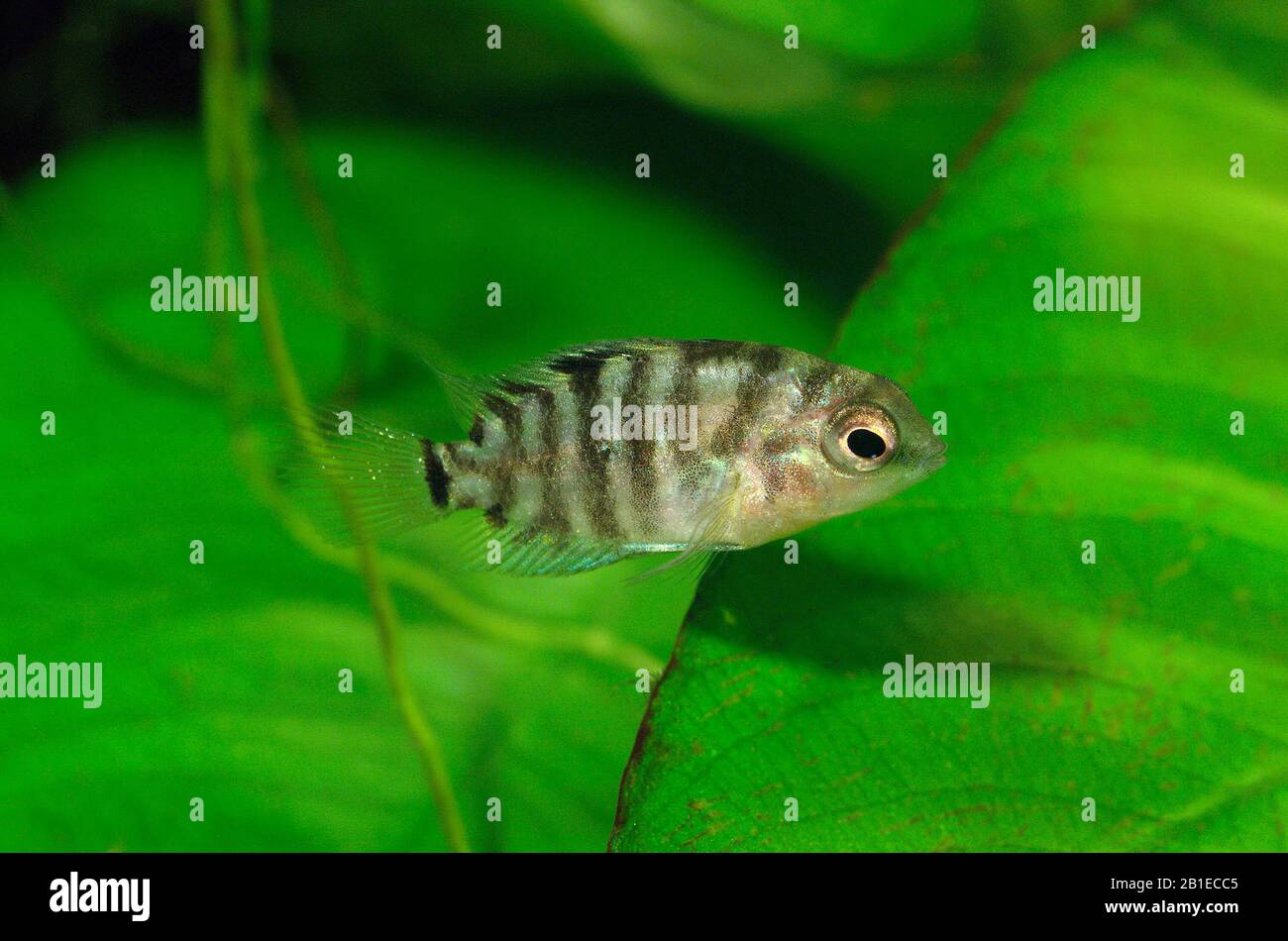 Convict Cichlid Babies