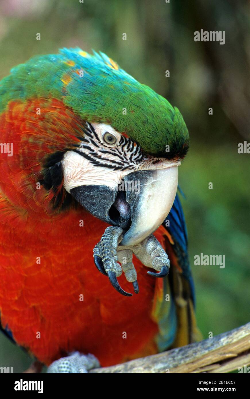 Portrait of Blue-and-yellow Macaw (Ara ararauna) Stock Photo