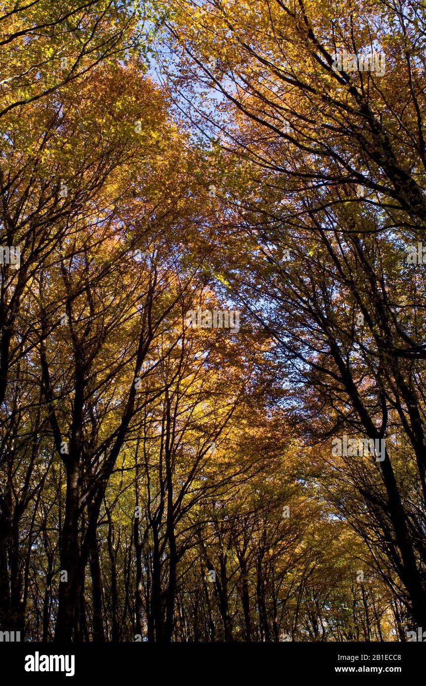 Trees in autumn, Morvan Regional Park, Nievre, France Stock Photo