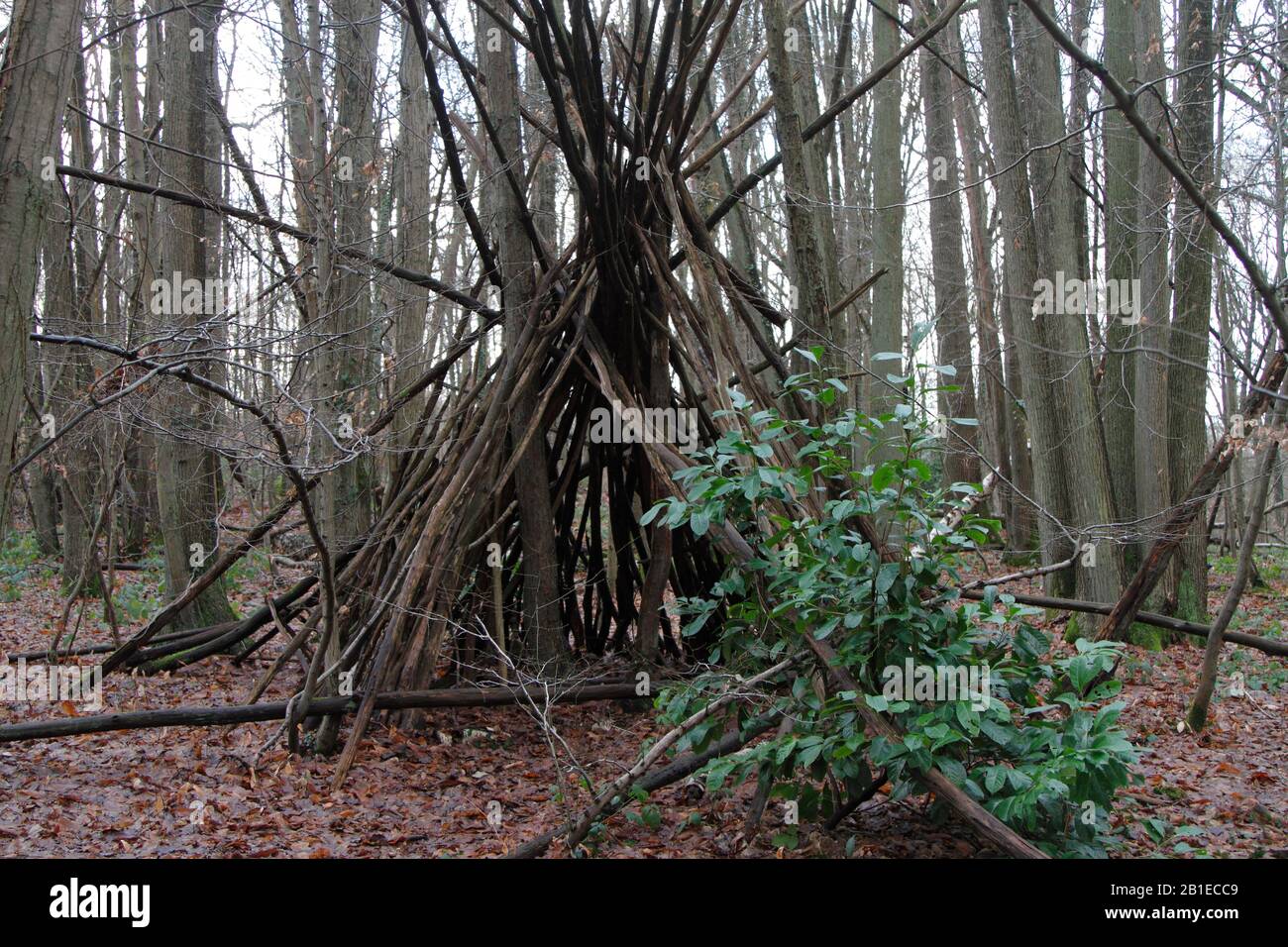 Shelter made with branches in the forest of Fausses-Reposes in Ville-d'Avray, Hauts-de-Seine, Ile-de-France, France Stock Photo