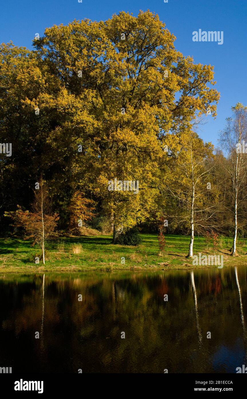 Jardin de la Chaux in autumn, Pond and reflections in the water, Nievre, France Stock Photo
