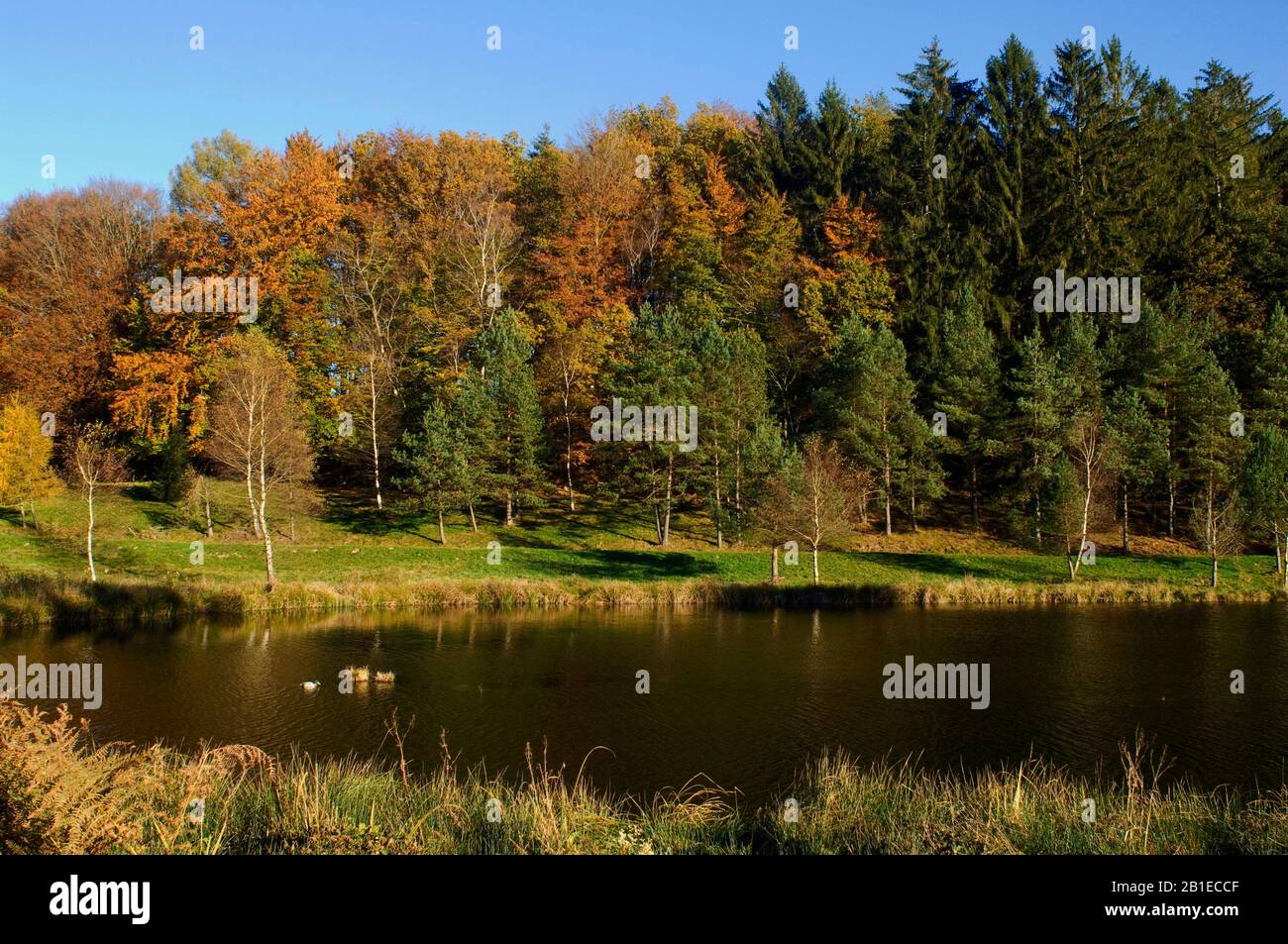 Pond in autumn, Morvan Regional Park, Nievre, France Stock Photo