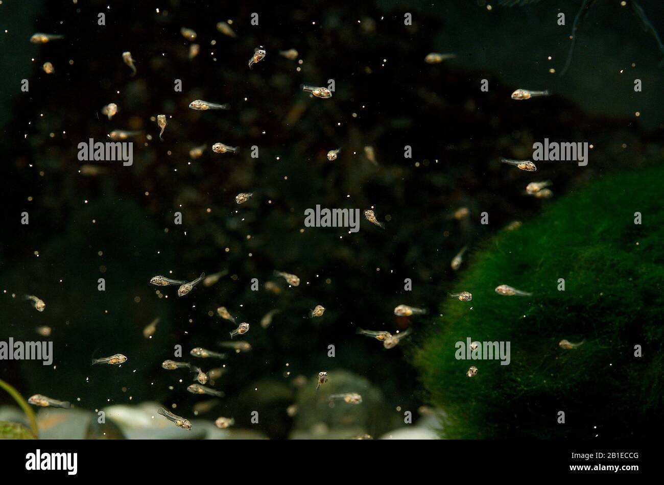 Convict cichlid (Amatitlania kanna) 'Panama' fry feeding Stock Photo