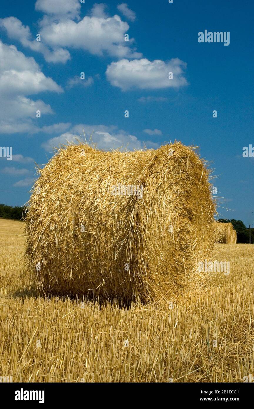 Round straw wheel in a harvested field Stock Photo