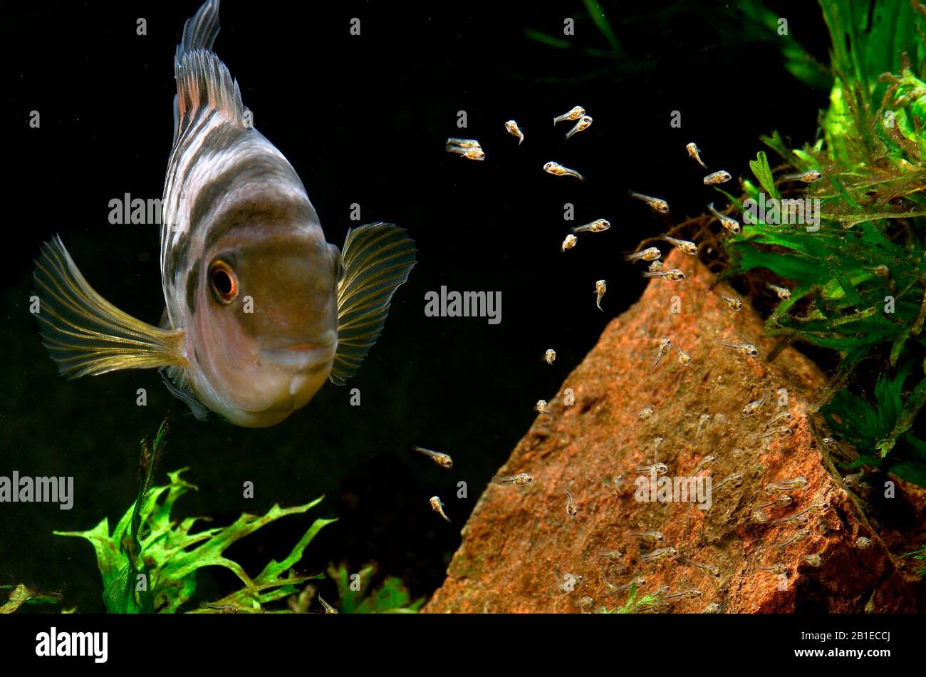 Convict cichlid (Amatitlania kanna) 'Panama' male guarding fry Stock