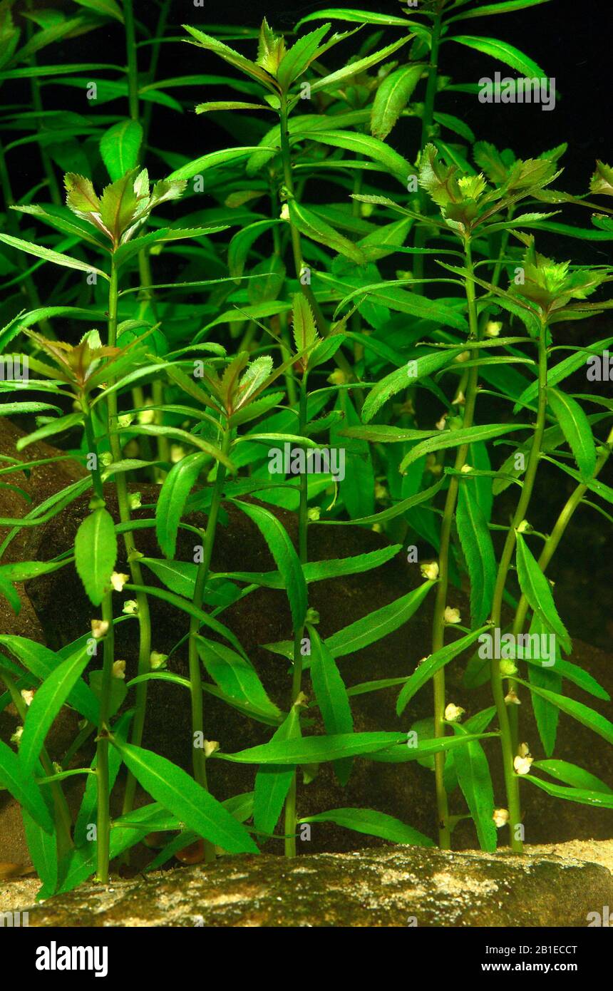 Mermaidweed (Proserpinaca palustris) in aquarium Stock Photo