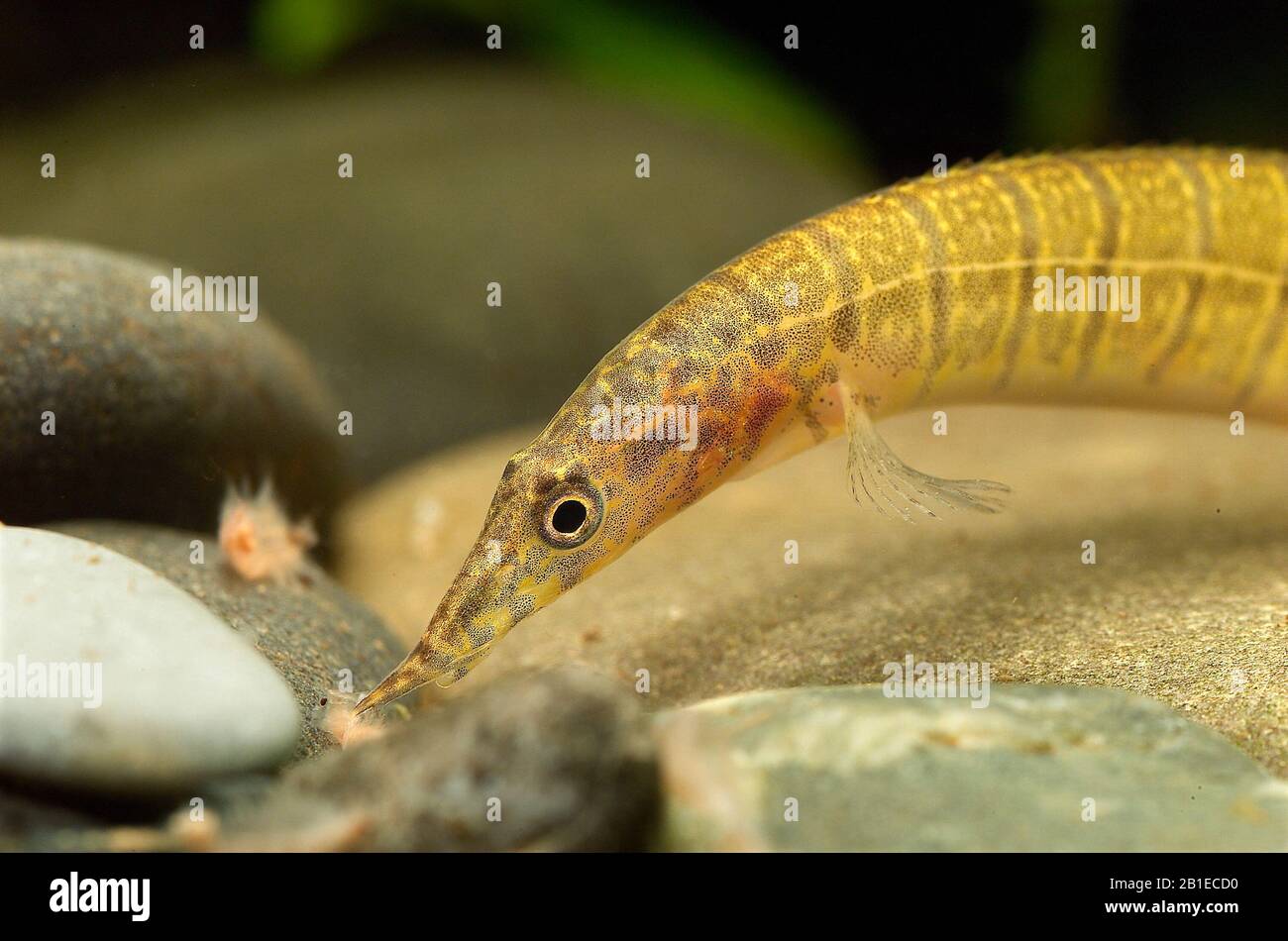 Zebra spiny eel (Macrognathus zebrinus) eating artemias in aquarium Stock Photo