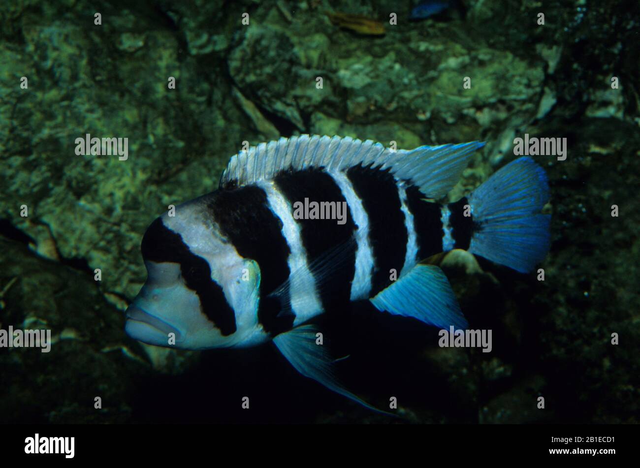 Humphead cichlid (Cyphotilapia frontosa), Freshwater fish Stock Photo