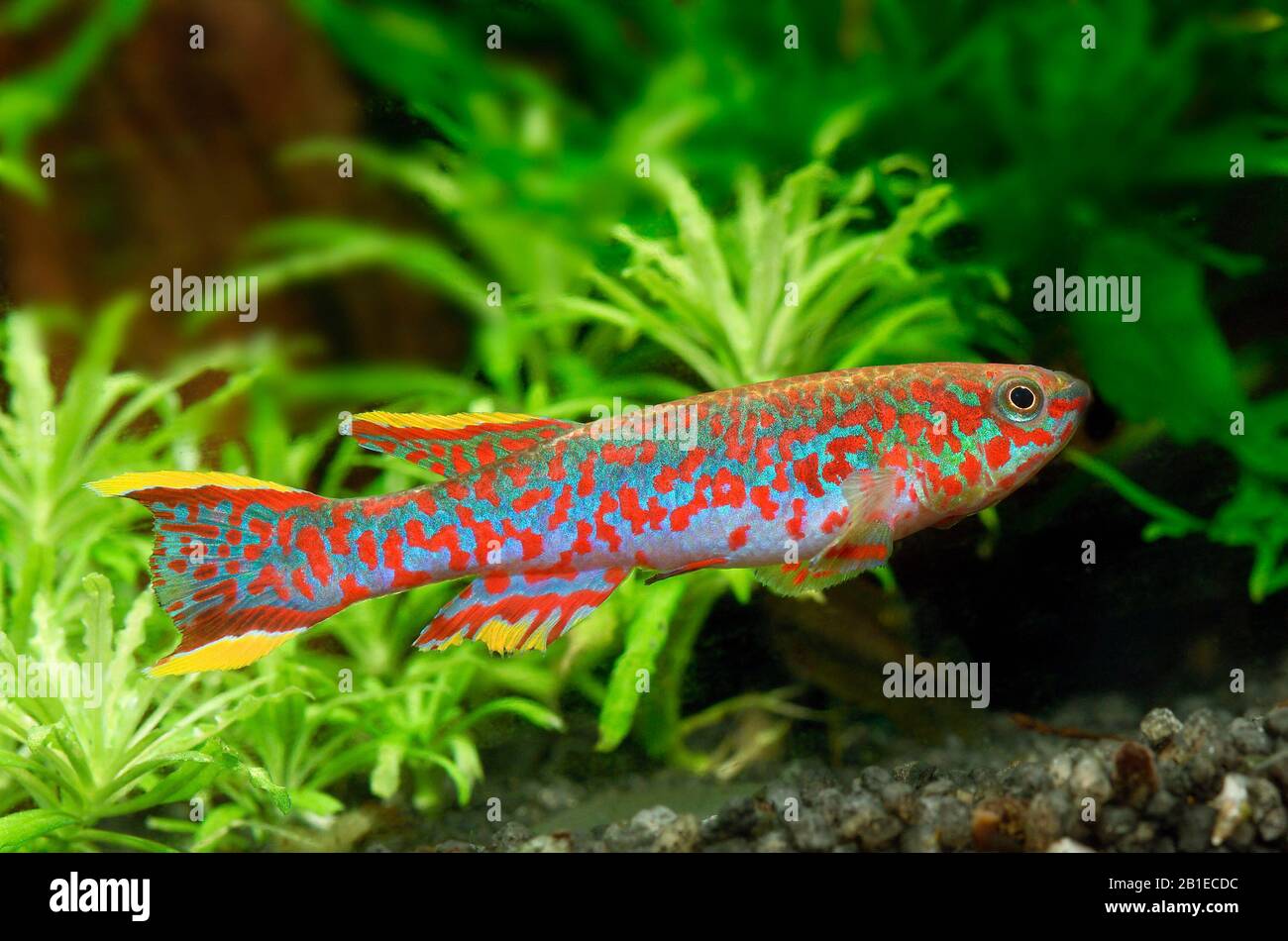 Fundulopanchax gardneri nigerianus male in aquarium Stock Photo