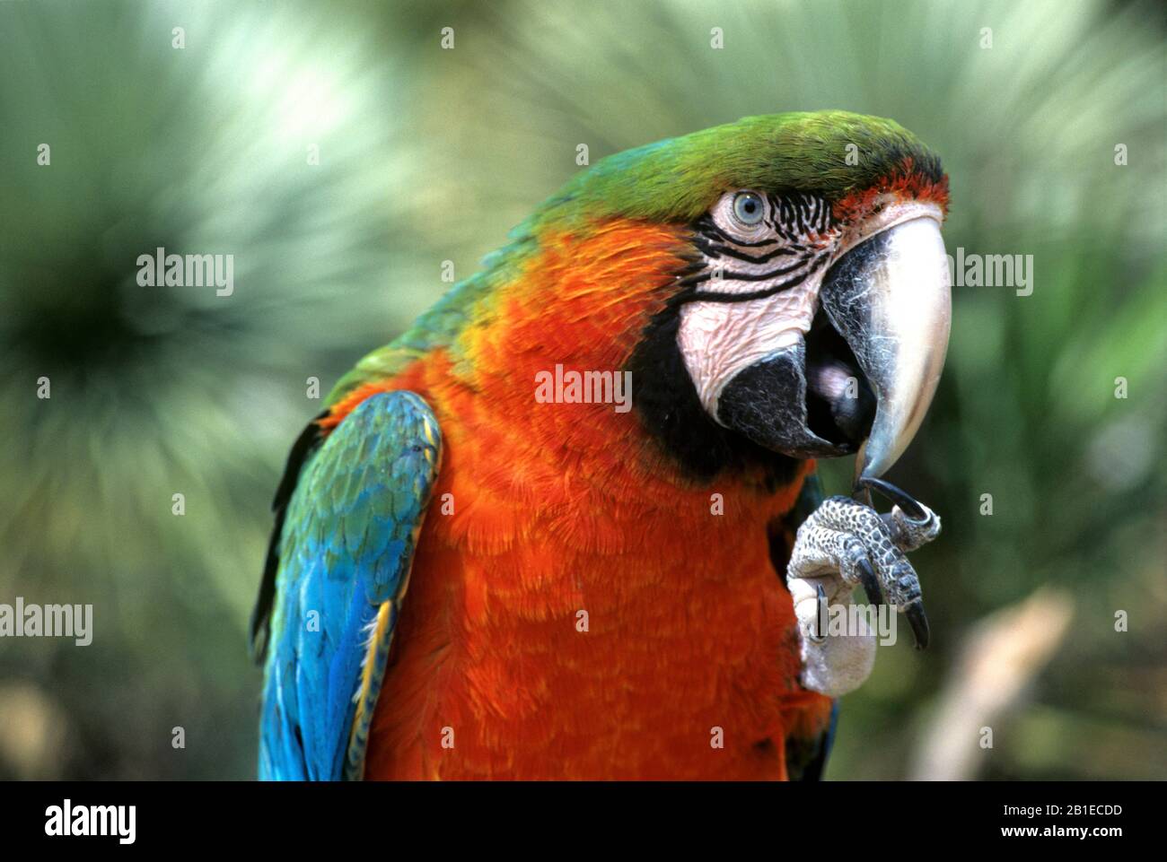 Portrait of Blue-and-yellow Macaw (Ara ararauna) Stock Photo